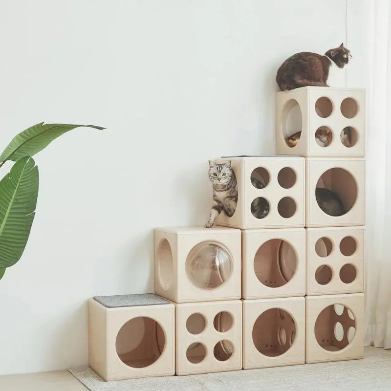 Dice Cat Blocks