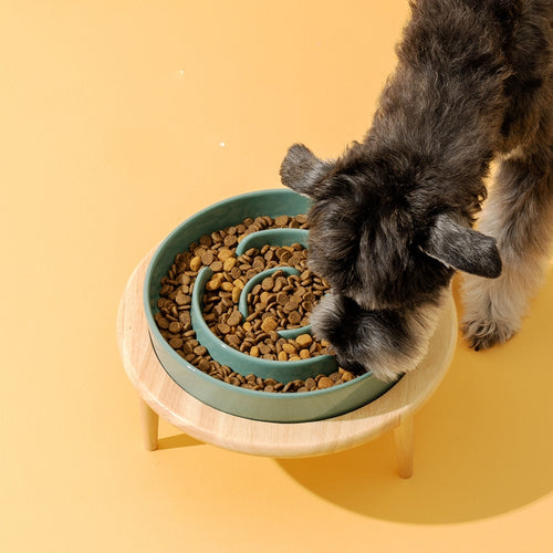dog eating kibble from raised ceramic slow feeder bowl